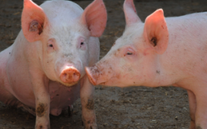 magas_kockazatu_teruletre_vonatkozo_szabalyok_